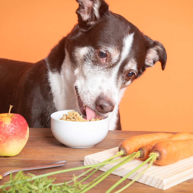 alimentação natural para cães