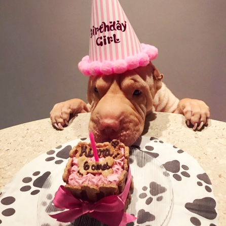 aniversário para cachorro