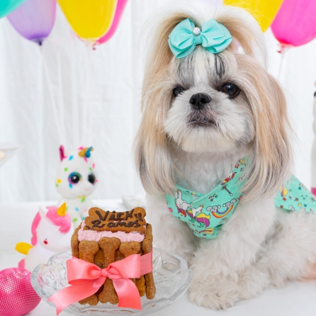 aniversário para cachorro