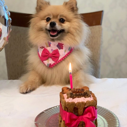 aniversário para cachorro