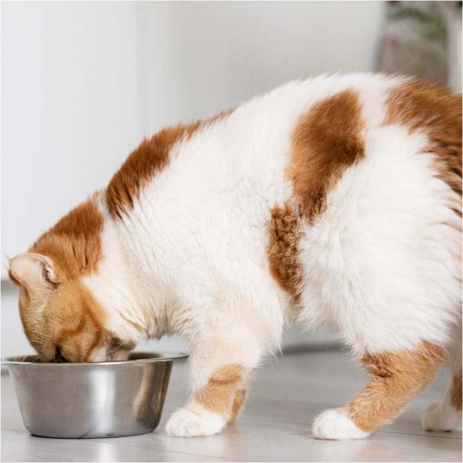 Gato pode comer fígado? Descubra aqui!