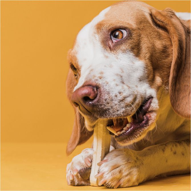 Cachorro comendo