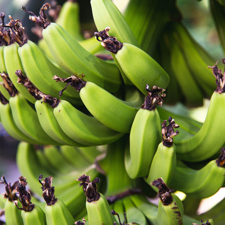 farinha de banana verde