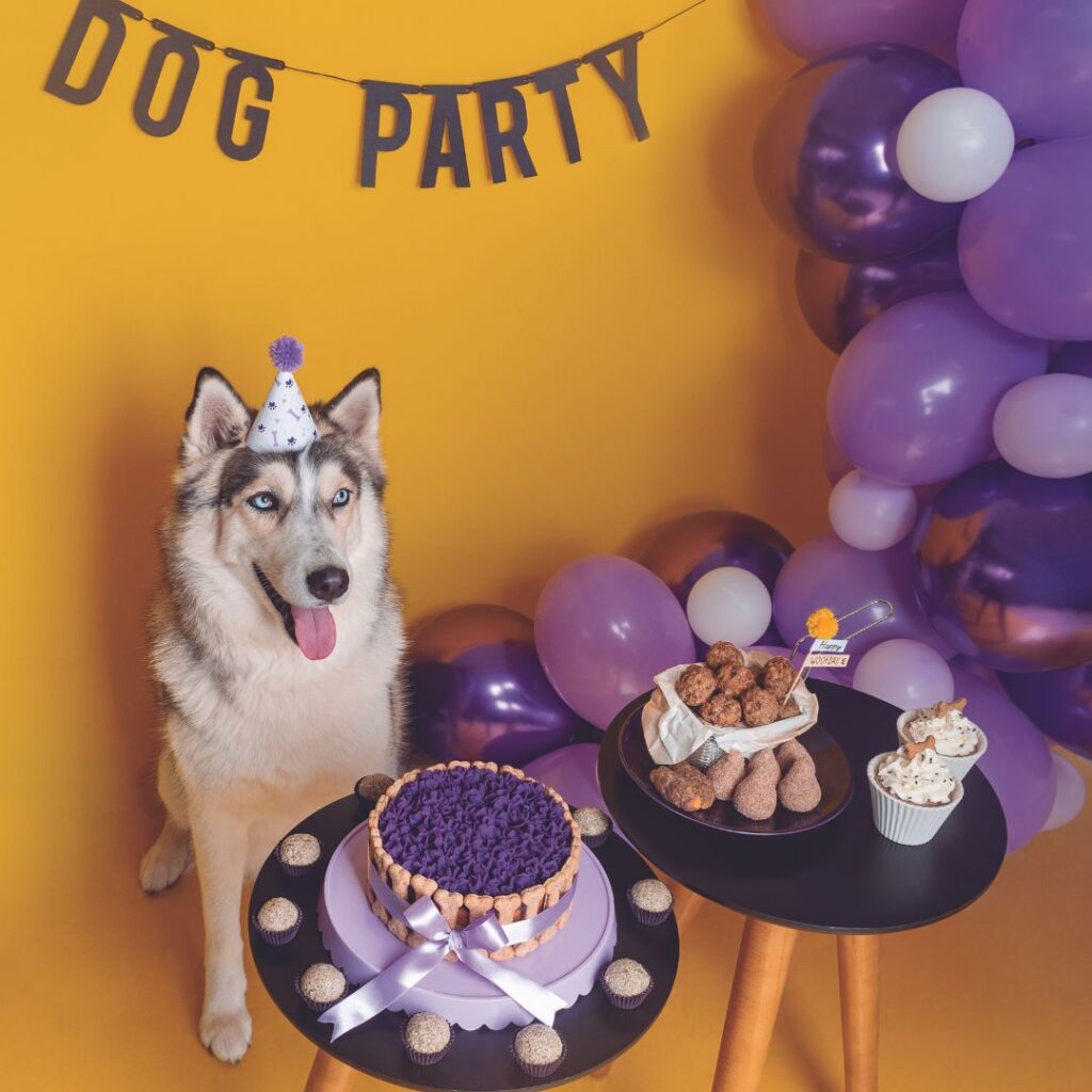 3 receitas de bolo de aniversário para cachorro