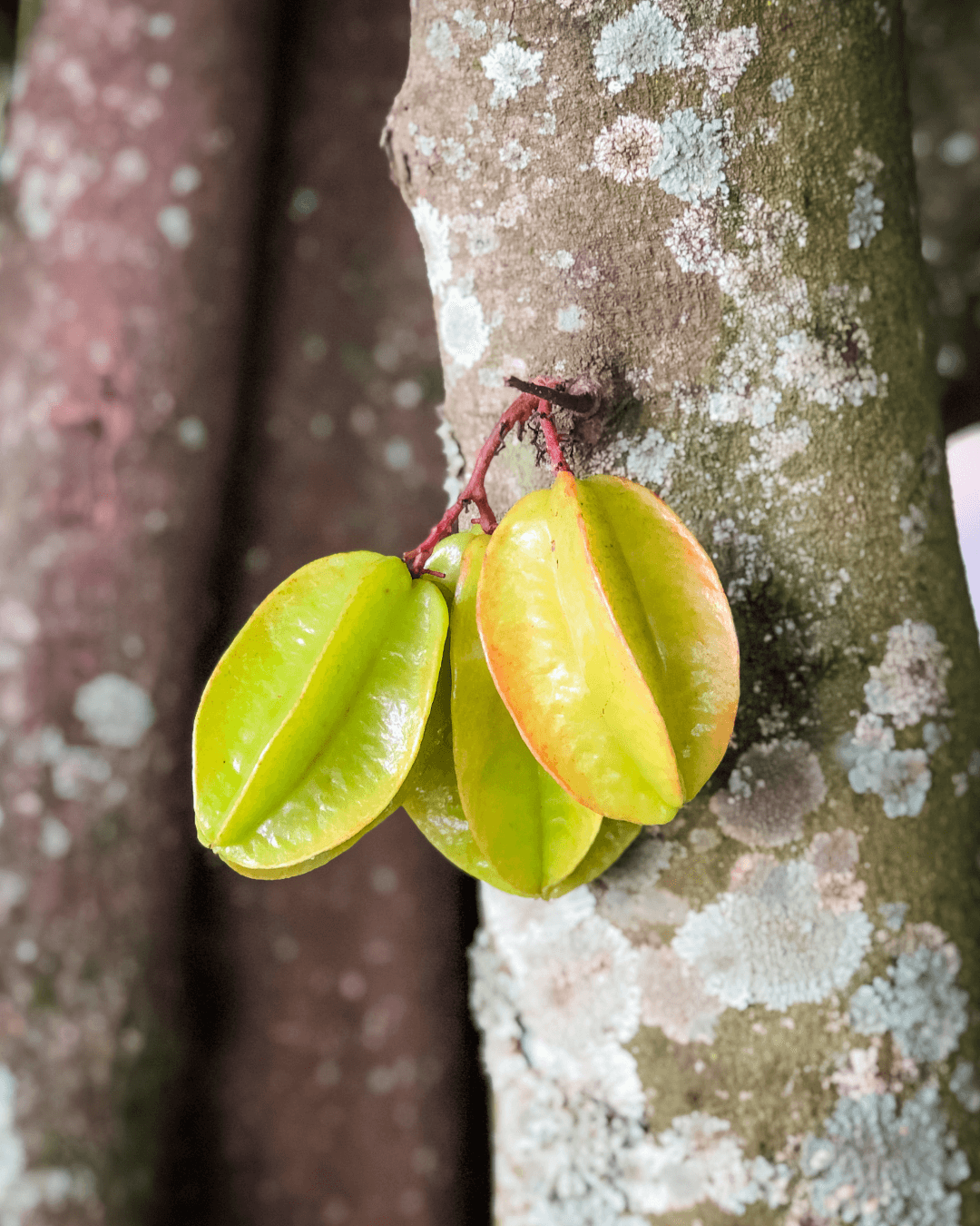 CARAMBOLA