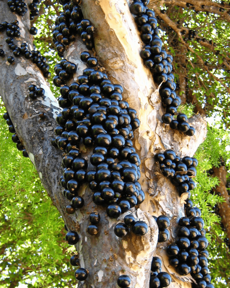 jabuticaba