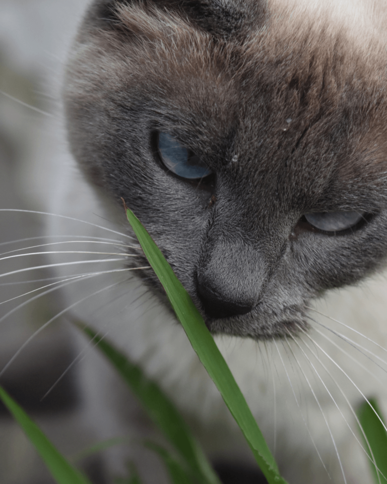 erva do gato